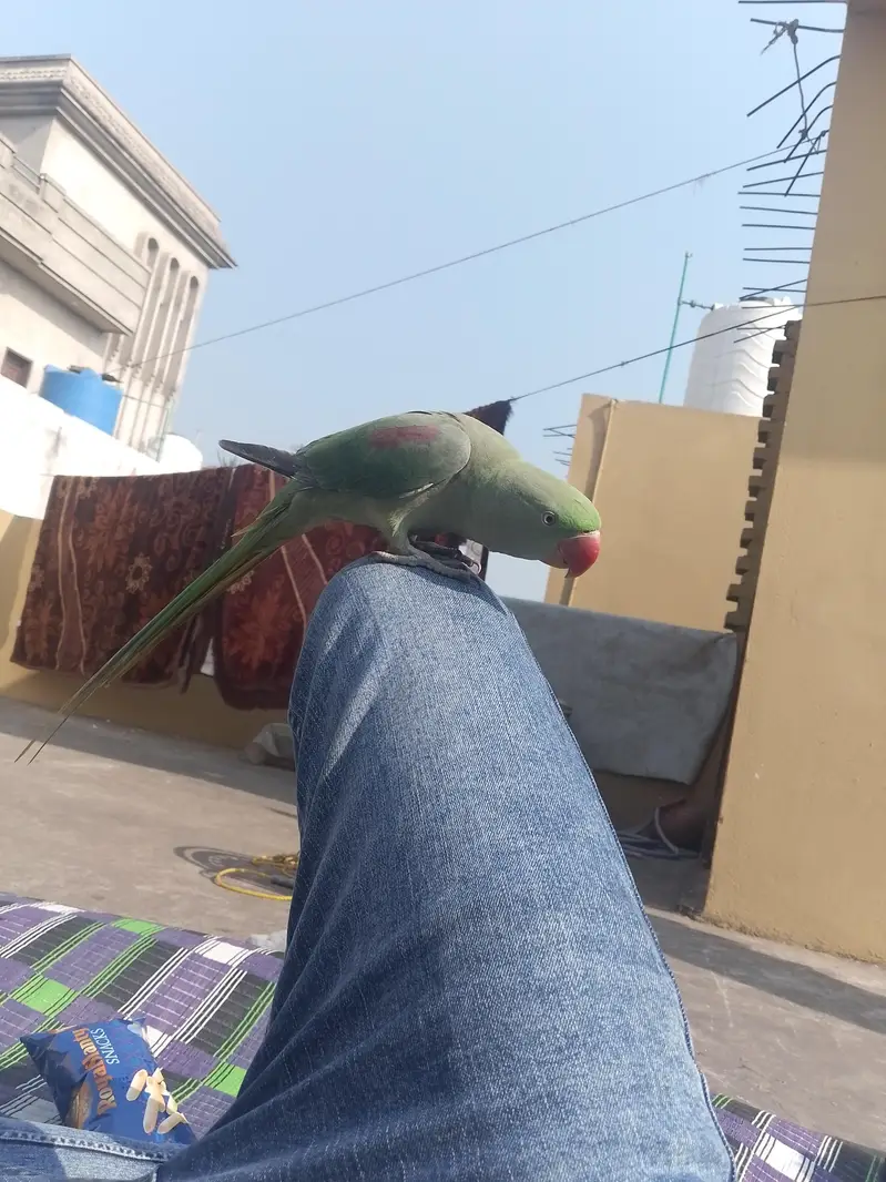 raw parrot hand tame healthy and active — photo 2