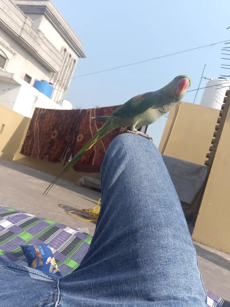 raw parrot hand tame healthy and active — photo 3