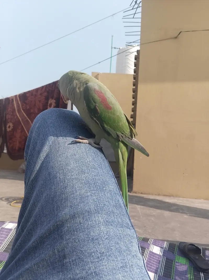 raw parrot hand tame healthy and active — photo 4