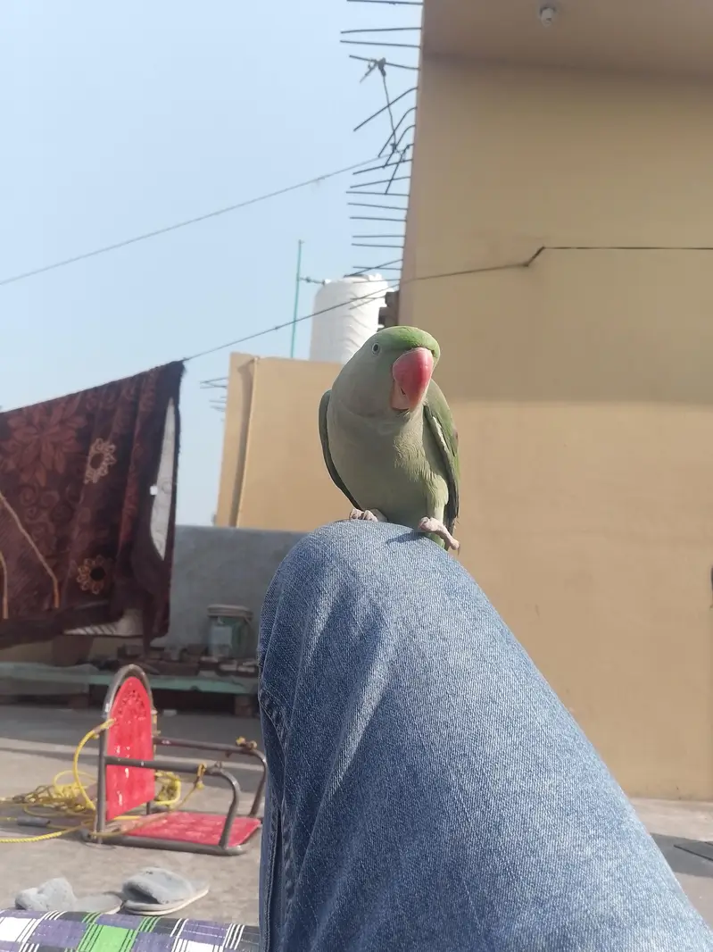 raw parrot hand tame healthy and active — photo 5