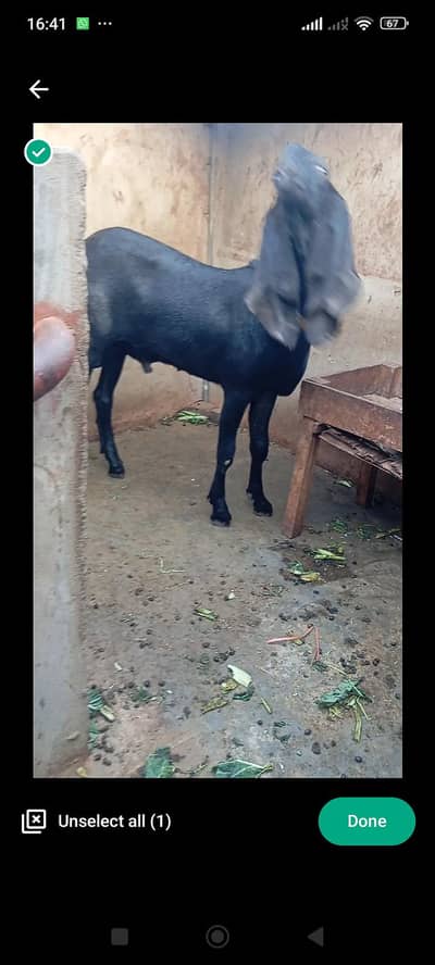 pure  amratsari betal pair shoq wali chiz h