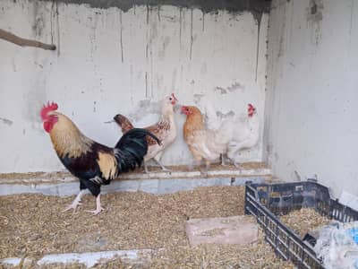 Dasi hens for sale