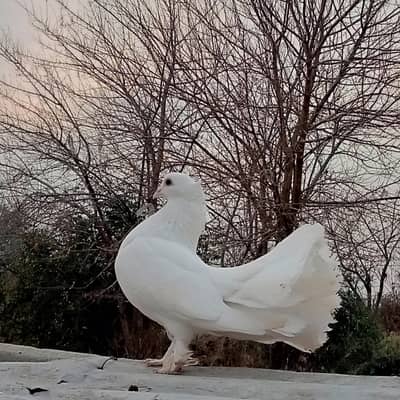 Mashallah faintail laka male .