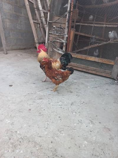 murga murgi ka pair ha