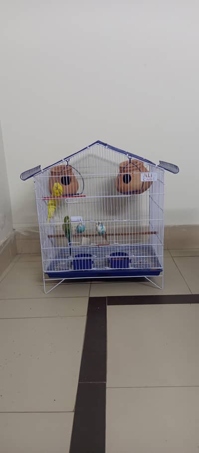 Budgies with cage and all accessories