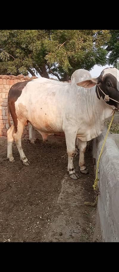 Bull | nukra cross Wcha | ablak Bull | bachry | qurbani bull Wacha