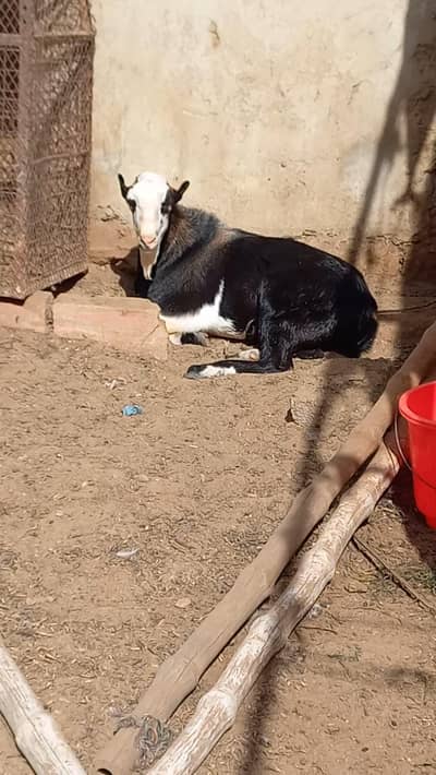 Young Tedda Abluck Goat Breeder