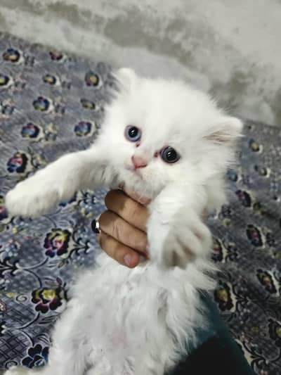 25 Days Male cats for sale