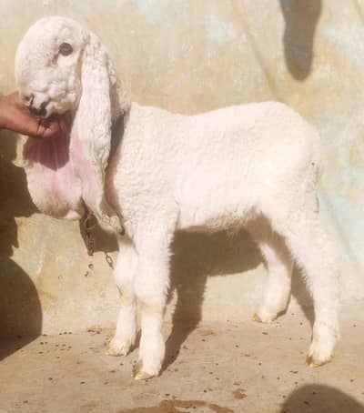 2.5 month kajla chatra  male long ears long length best nakora