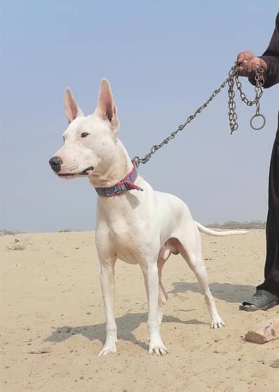 gultair male top quality