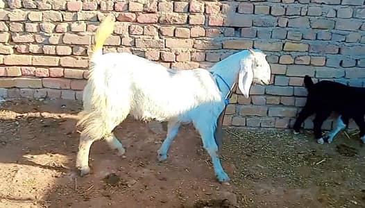goat full white 3.5 ma ghbn white eyes 4dant  45k last