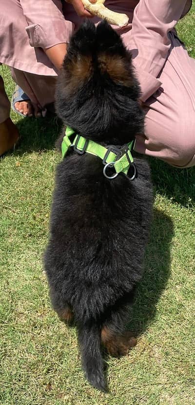 German Shepard puppy