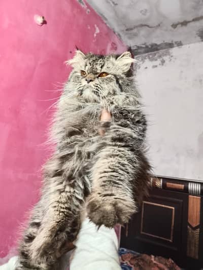 Persion Male cat for meeting service