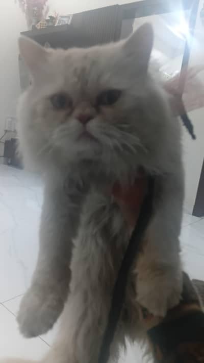 persian cat for sale urgent - contact only serious buyers