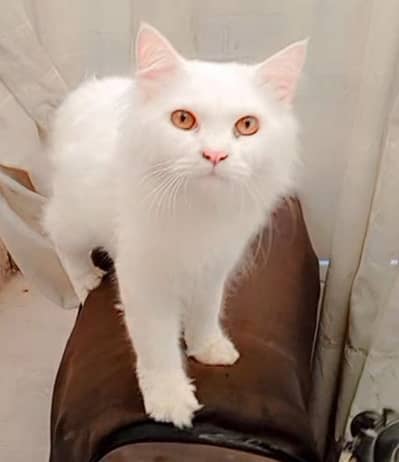 persion pair for sell