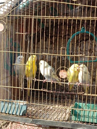 Bugies ka breder pair with 4 pathy for sale. 0347 1521806. Whatsapp no.