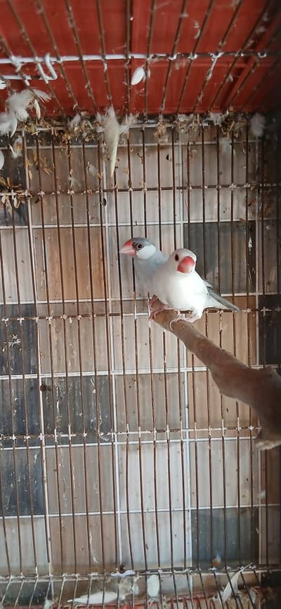 silver java x white split silver breeder pair java