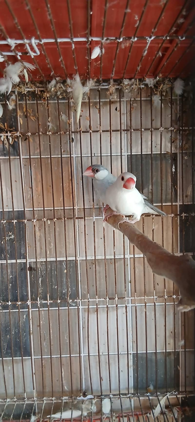 silver java x white split silver breeder pair java 0