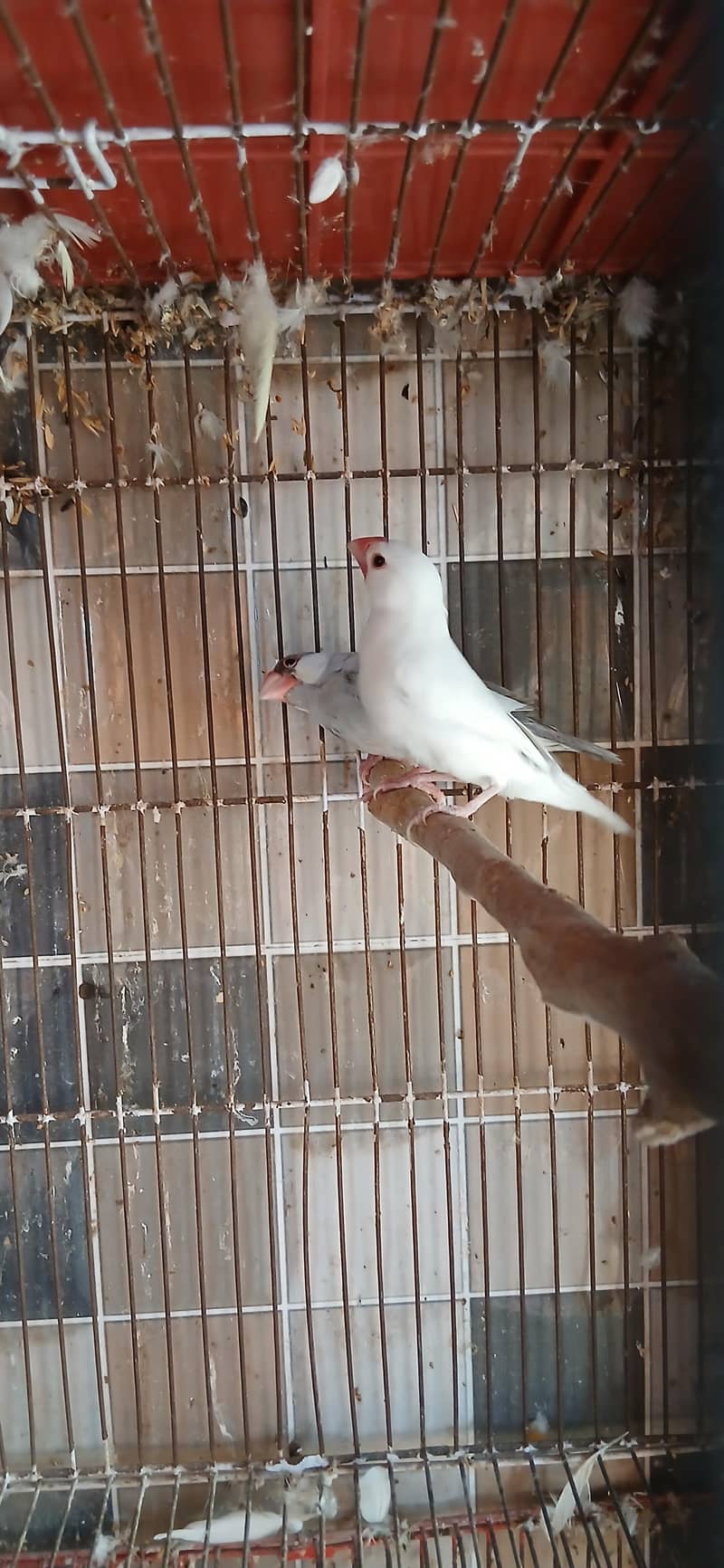 silver java x white split silver breeder pair java 1