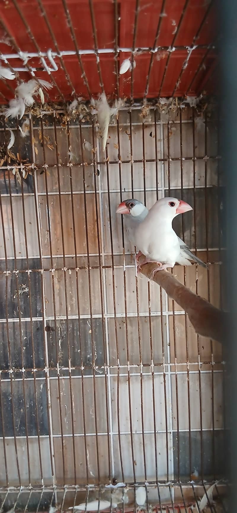 silver java x white split silver breeder pair java 2