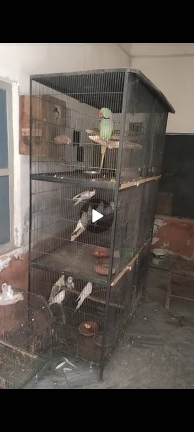 Coctails,Raw and Cages for sale