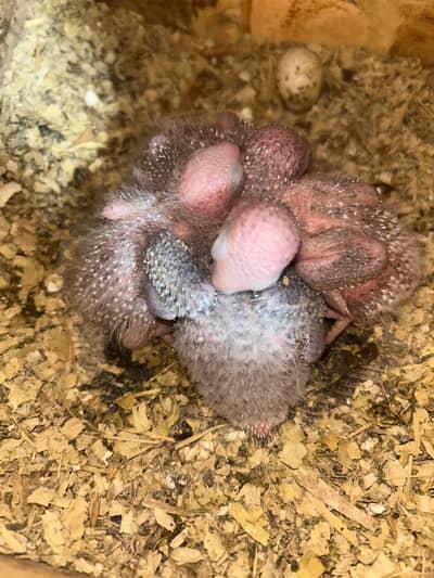 Pineapple Conure Chicks