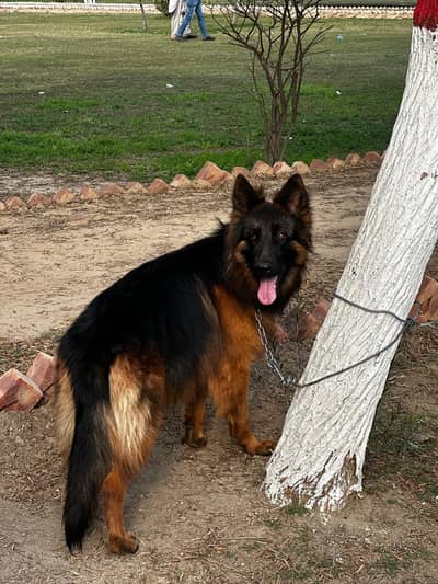 German shepherd