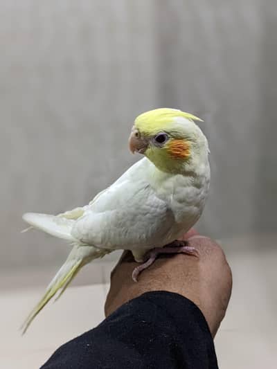 cocktail hand tamed self