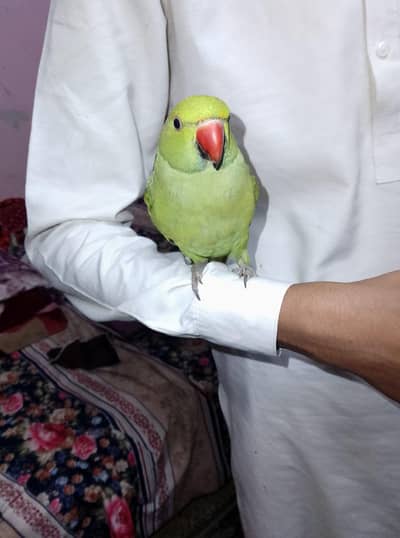 GREEN RINGNECK CHICK & LOVE BIRDS ( FISHER )