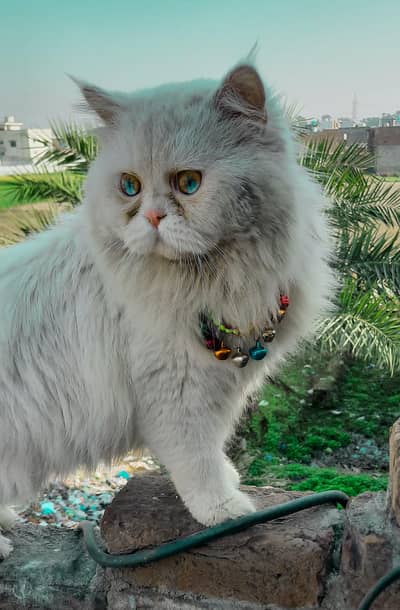 punch fc male bilu eyes  breedr