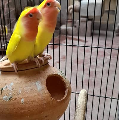 Bird for sale location kumharanwala Multan