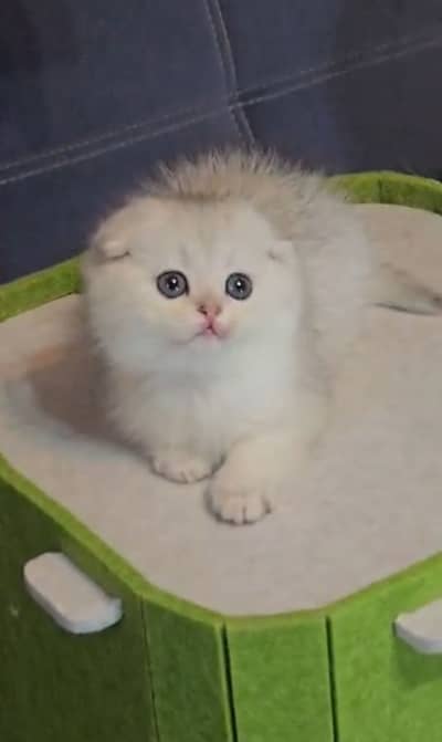 Scottish Fold British Shorthair