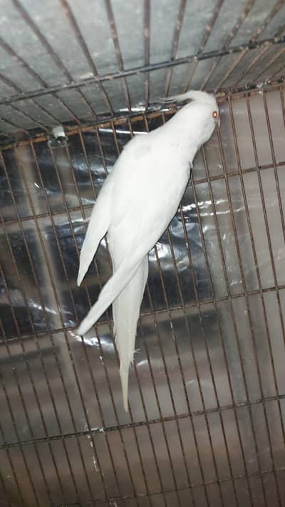 Eno Breeder Pair Available