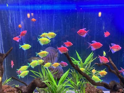 Flourscent Tetra Imported Breed Big Size Available