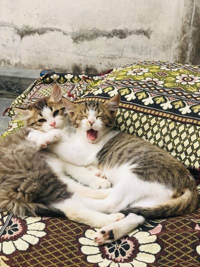 Persian Kitten Pair for Sale