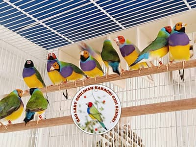 classic Spanish line male