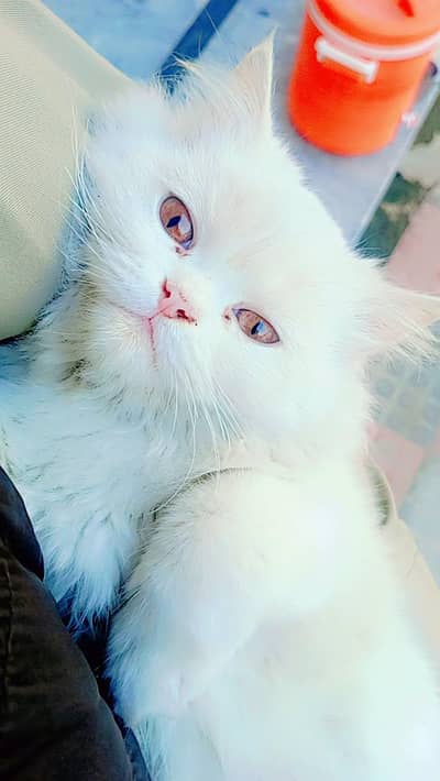 Persian cat for sale