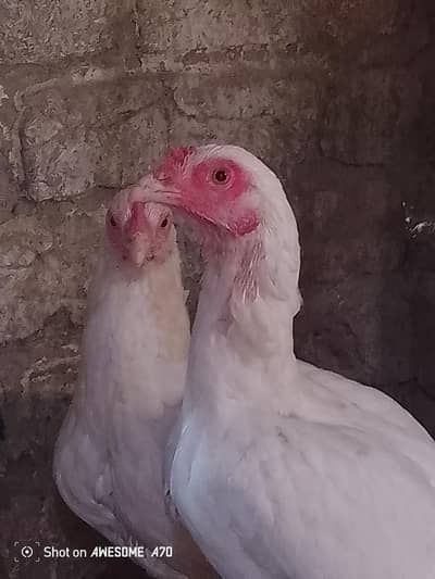 online delivery of all Pakistan