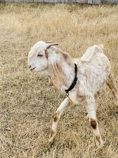 Beautiful teddy makhi cheena bakra for sale | Al Taqwa Cattle Farm