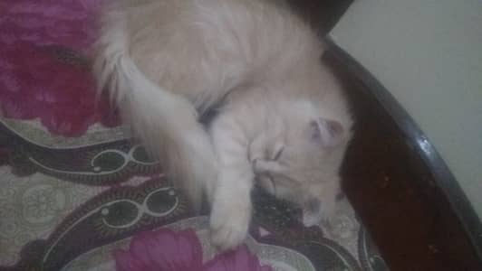 Triple coated light brown kitten