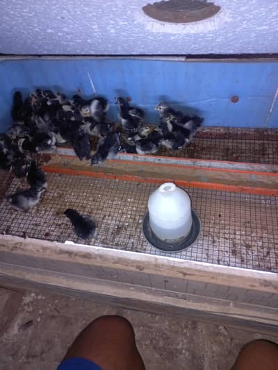 golden heavy chiks and Australorp chiks