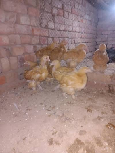 golden heavy chiks and Australorp chiks