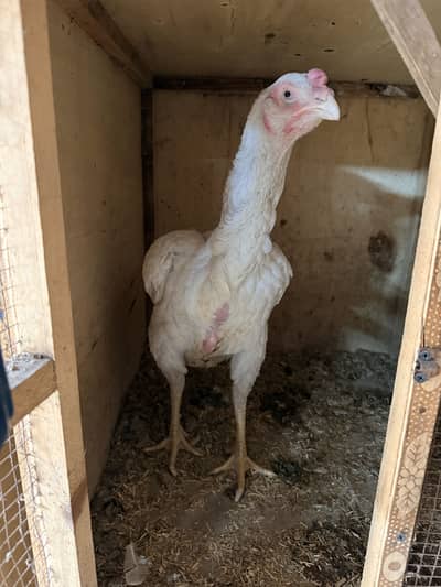 Discount Offer | White O Shamo | High Quality | Ready for Breeding