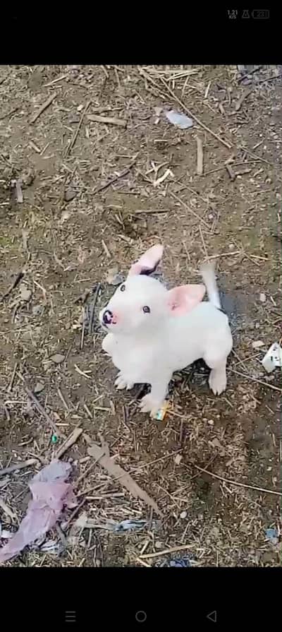 gulter dog pair pure for sale