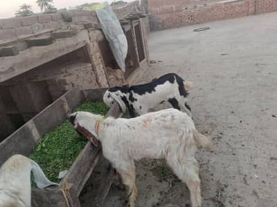 bakra or bakri ha