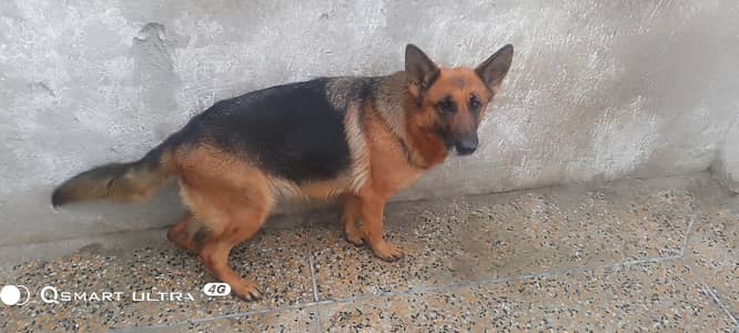 German shepherd age 3 years