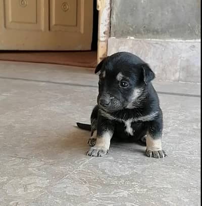 German shepherd female pup