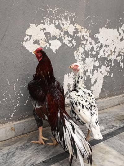 Aseel chicks for sale