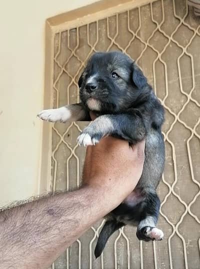 bakarwal male puppy