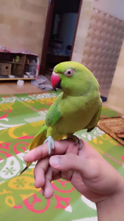 handtame breeder female